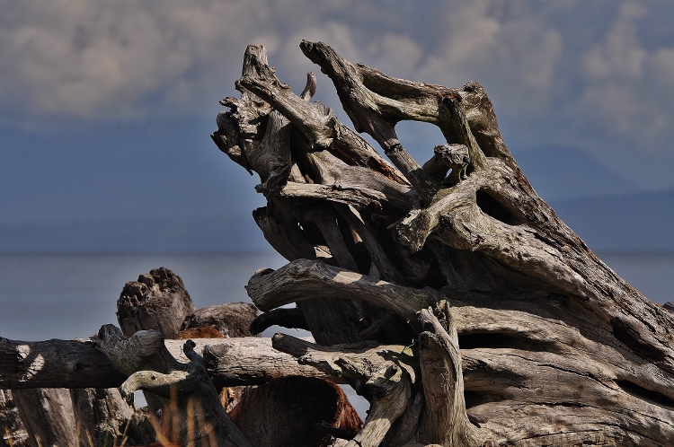 driftwood